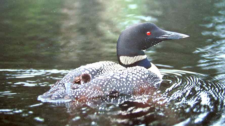 Loon :: Harrison's Pierce Pond Camps