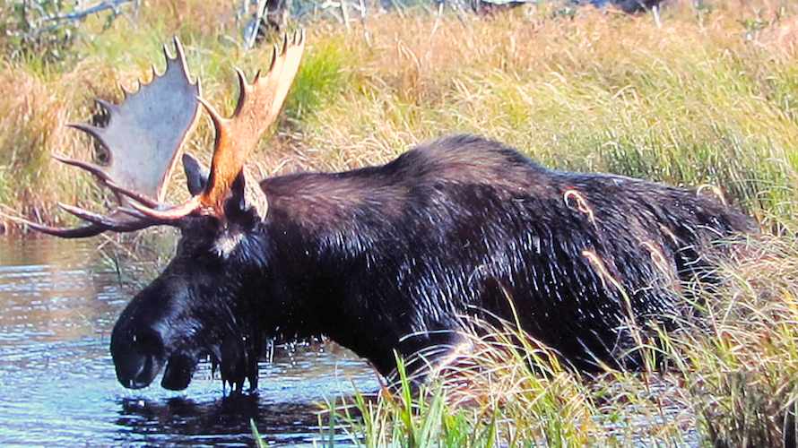 Moose :: Harrison's Pierce Pond Camps 